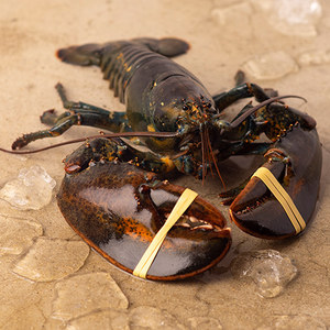 Live Lobster 살아있는 활 랍스터 700~800g